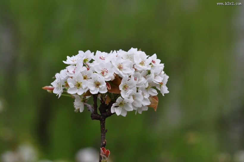 雪白的梨花图片