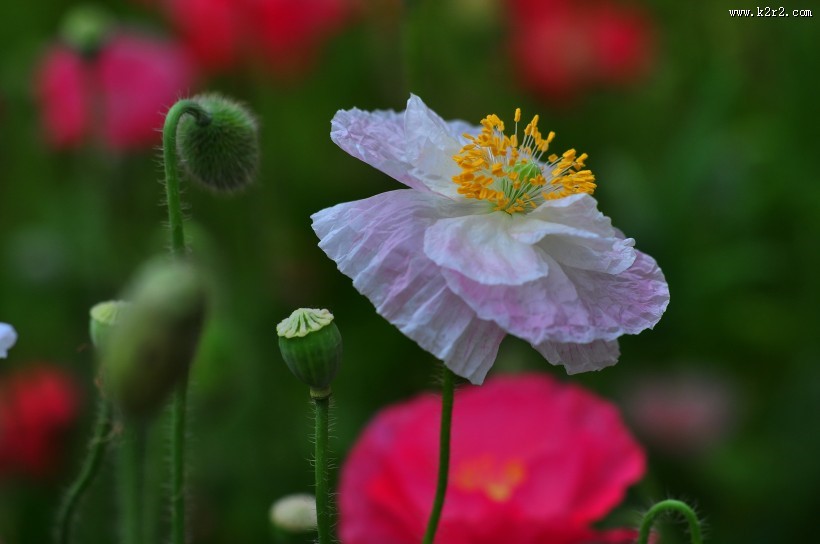 虞美人图片大全