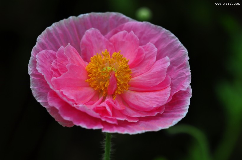 虞美人图片大全