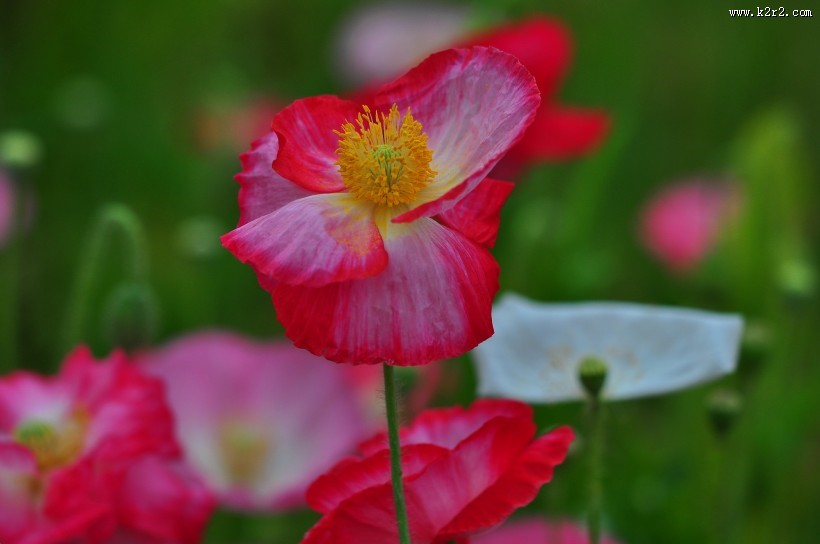 虞美人图片大全