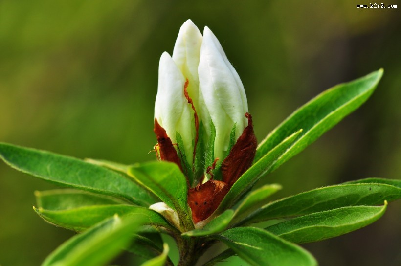 杜鹃花图片大全