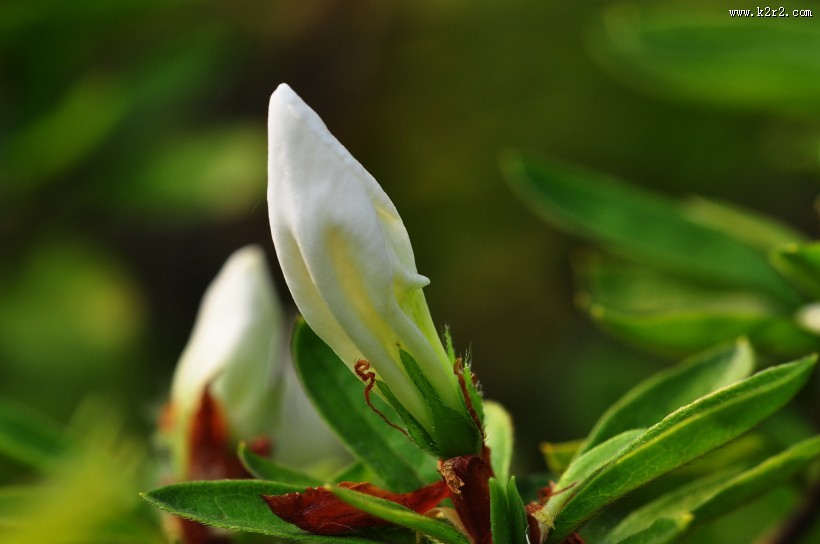 杜鹃花图片大全