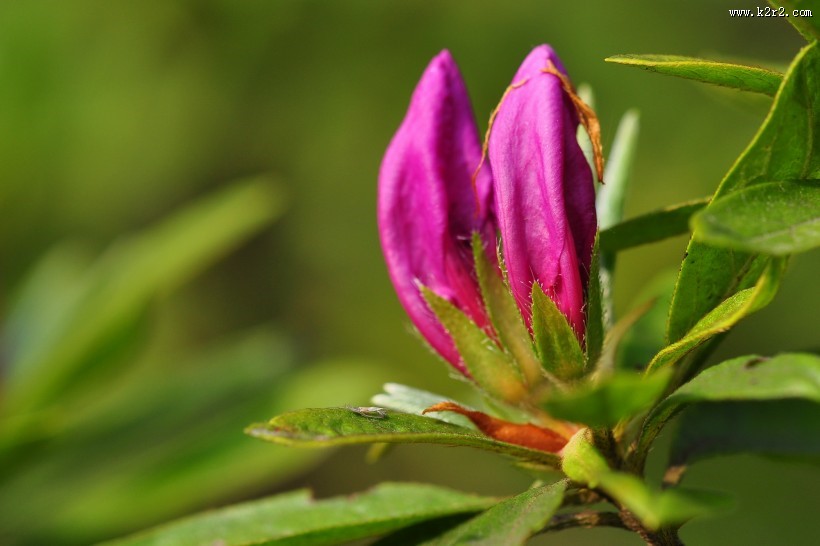 杜鹃花图片大全
