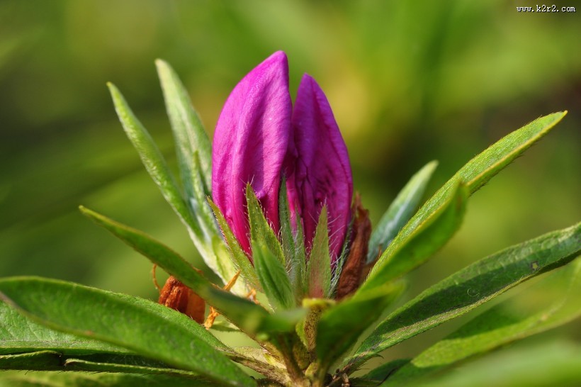 杜鹃花图片大全