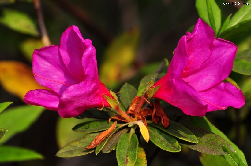 杜鹃花图片大全