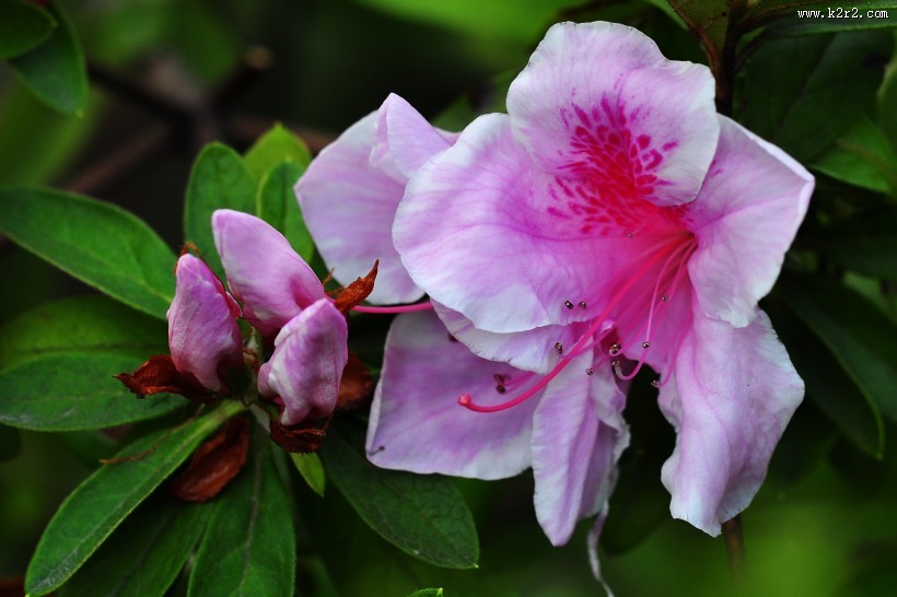 杜鹃花图片大全