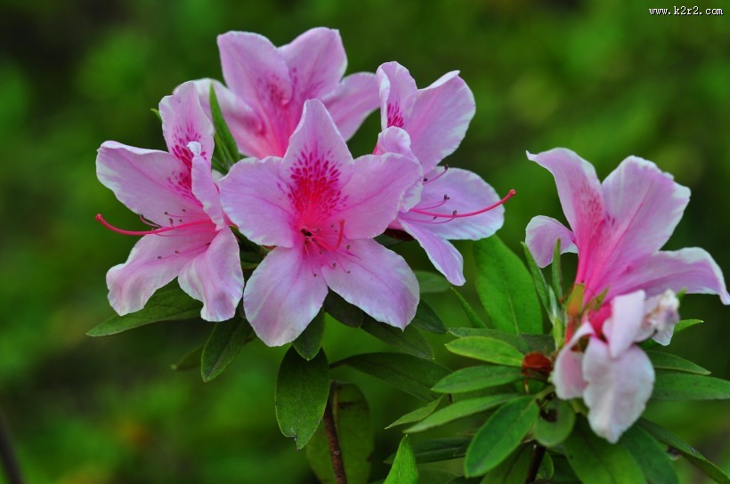 杜鹃花图片大全