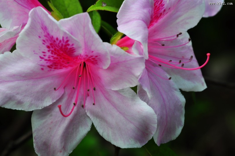 杜鹃花图片大全