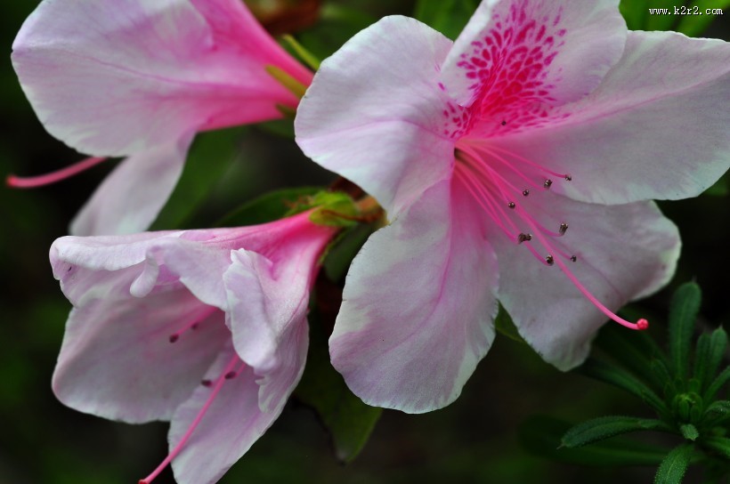 杜鹃花图片大全