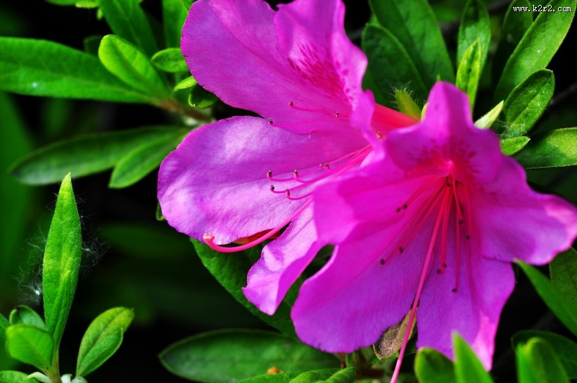 杜鹃花图片大全