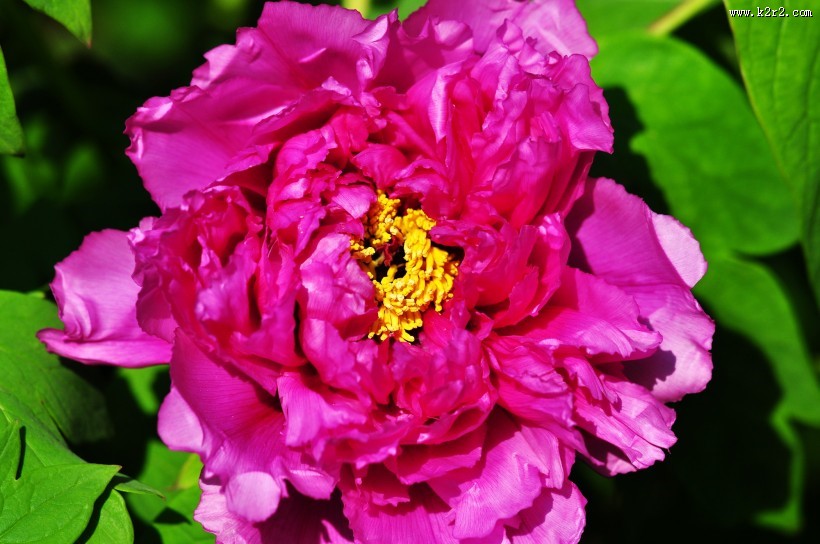 牡丹花图片大全