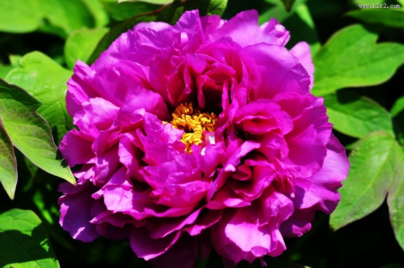 牡丹花图片大全