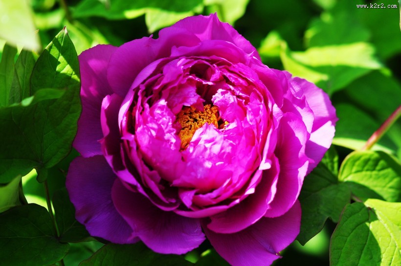 牡丹花图片大全