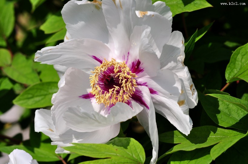 牡丹花图片大全