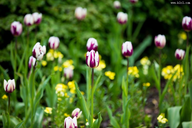 郁金香图片