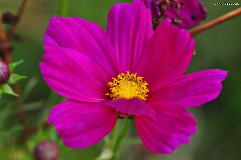 格桑花图片大全