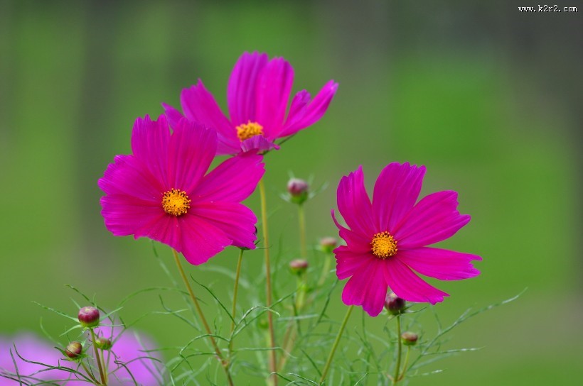 格桑花图片大全
