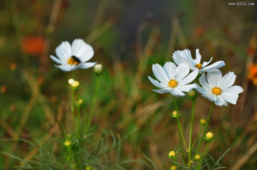 格桑花图片大全