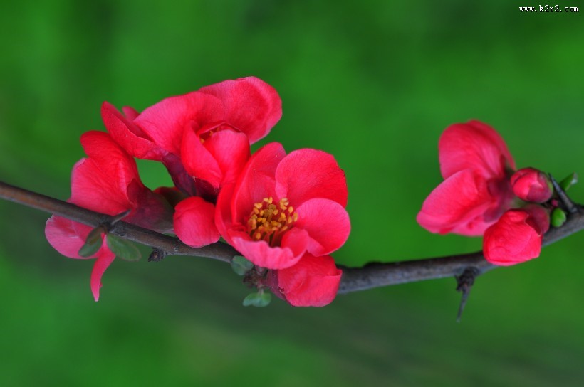 贴梗海棠图片大全