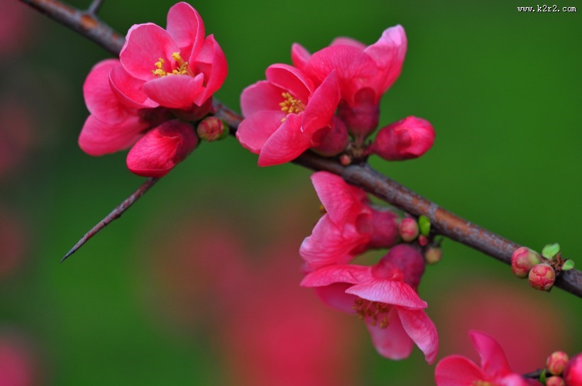 贴梗海棠图片大全