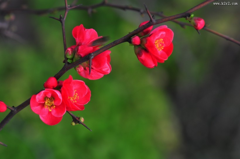 贴梗海棠图片大全