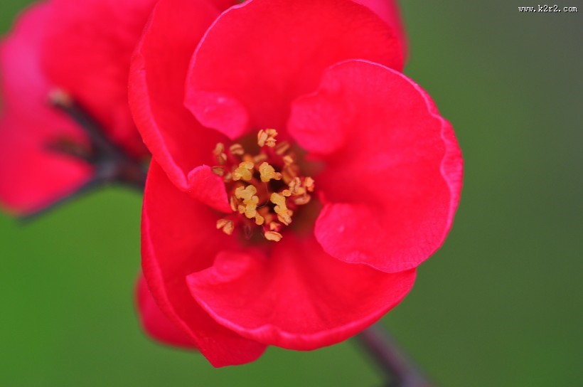 贴梗海棠图片大全