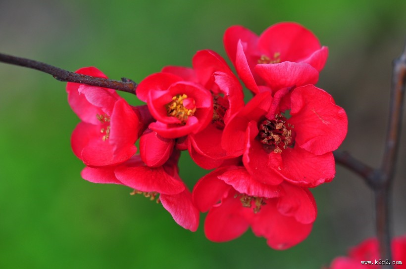 贴梗海棠图片大全