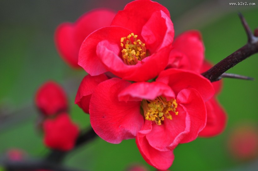 贴梗海棠图片大全