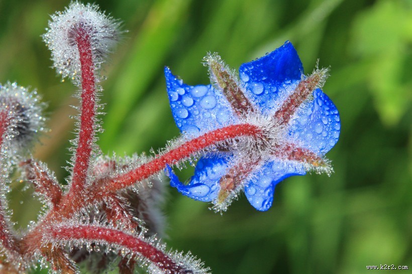 蓝紫色的琉璃苣图片