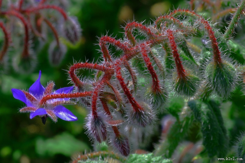 蓝紫色的琉璃苣图片