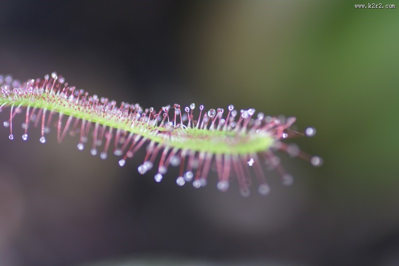 食虫的茅膏菜图片