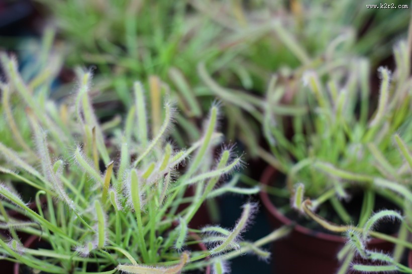 食虫的茅膏菜图片