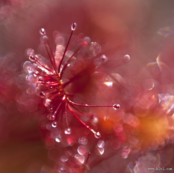 食虫的茅膏菜图片
