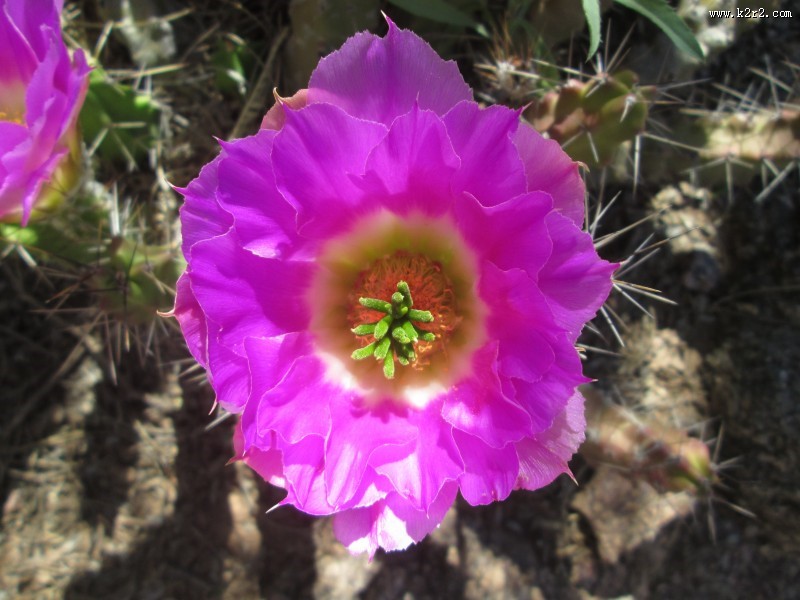 惊艳的仙人掌花图片