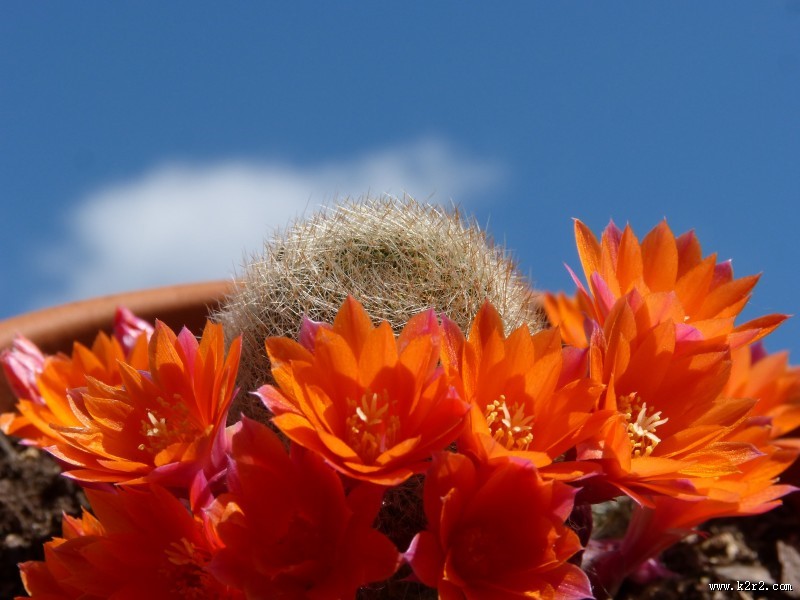 惊艳的仙人掌花图片