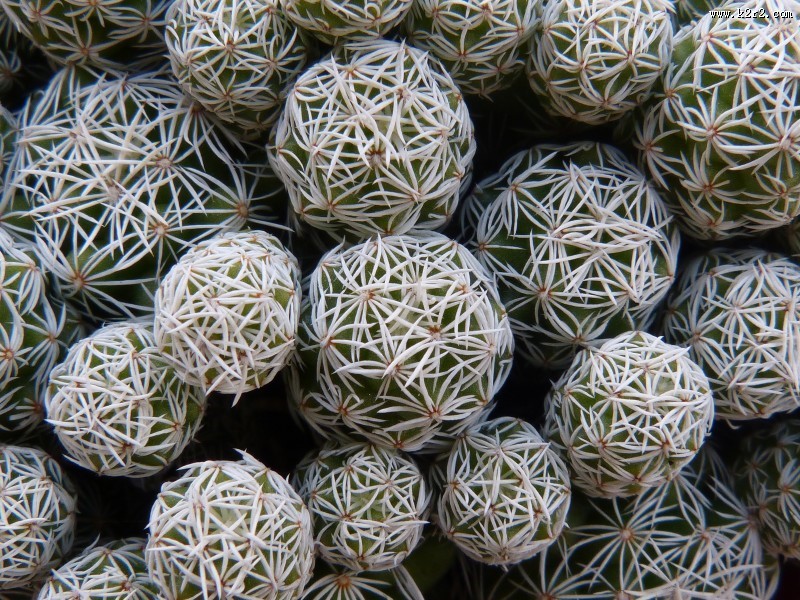 生命力顽强的仙人掌图片