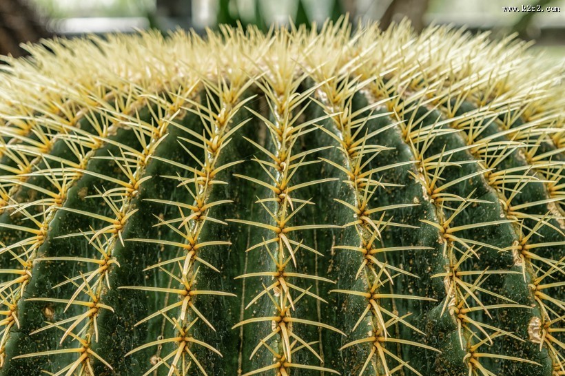 生命力顽强的仙人掌图片
