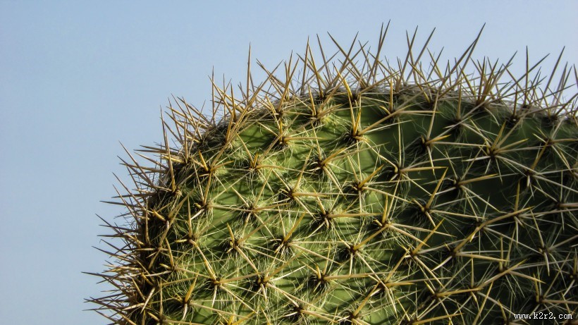 生命力顽强的仙人掌图片