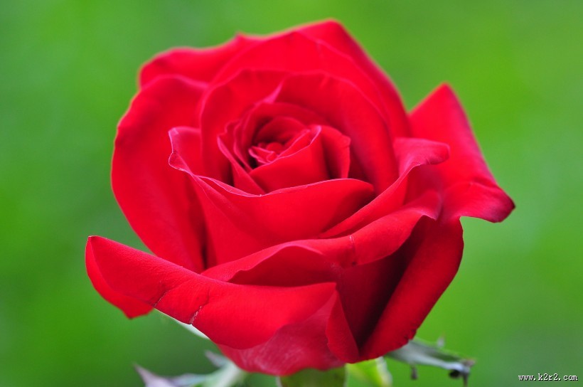 红玫瑰图片