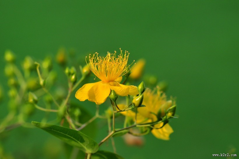 金丝桃图片大全