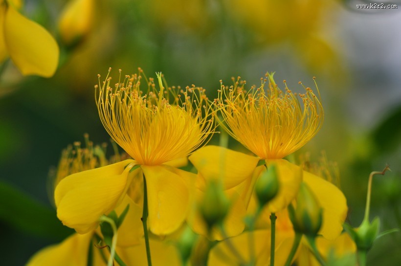 金丝桃图片大全