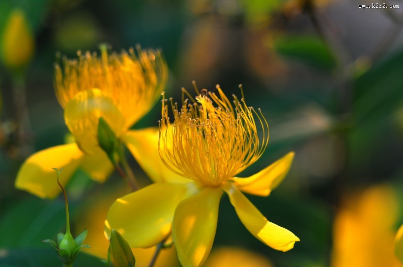 金丝桃图片大全