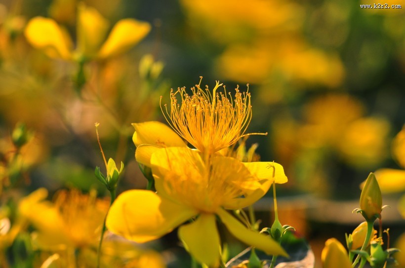 金丝桃图片大全