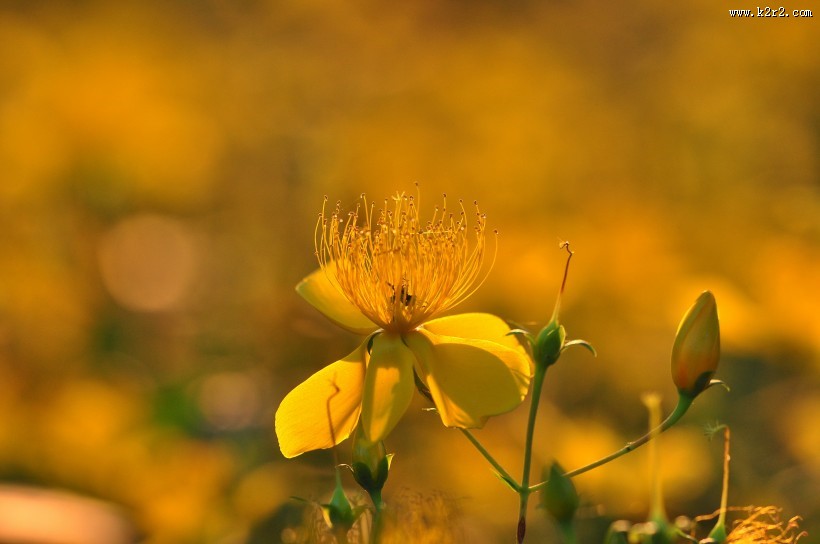 金丝桃图片大全