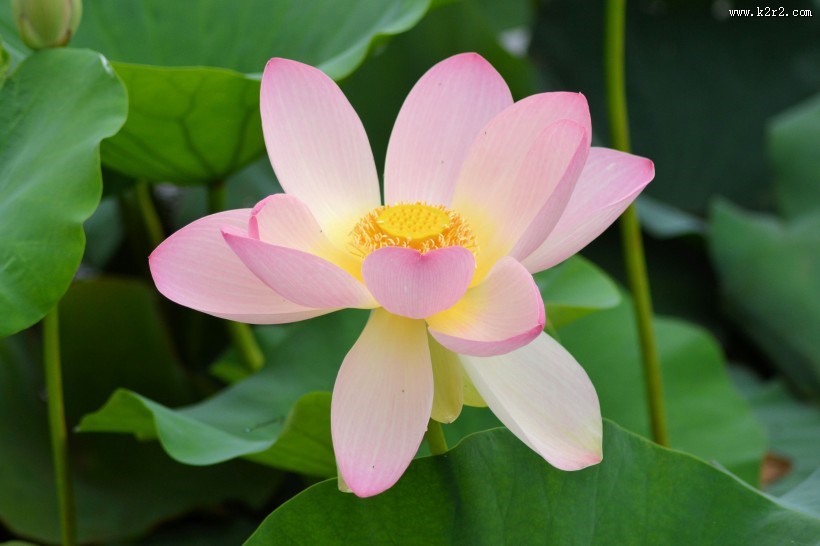 清香袭人的荷花图片