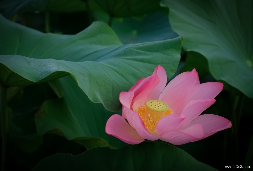 清香袭人的荷花图片