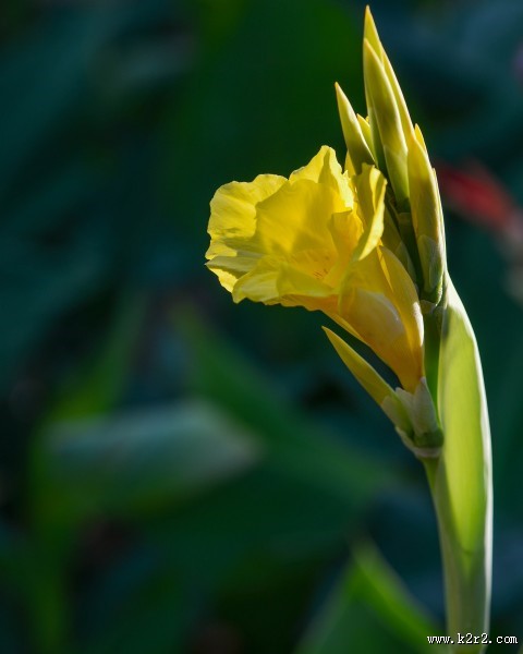 美人蕉图片大全