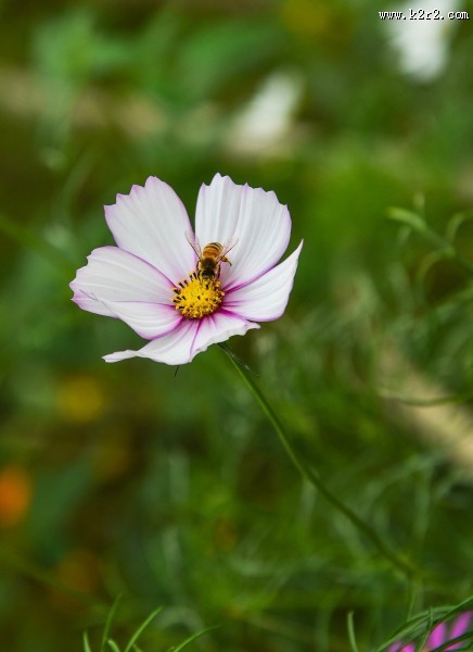 格桑花图片大全