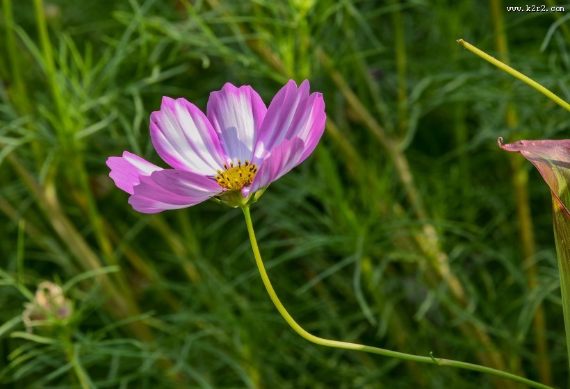 格桑花图片大全