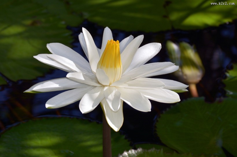 洁净的白睡莲图片大全